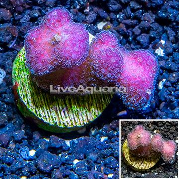 LiveAquaria® Cultured Pink Stylophora Coral