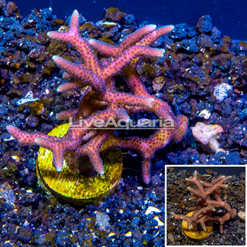 LiveAquaria® Cultured Birdsnest Coral