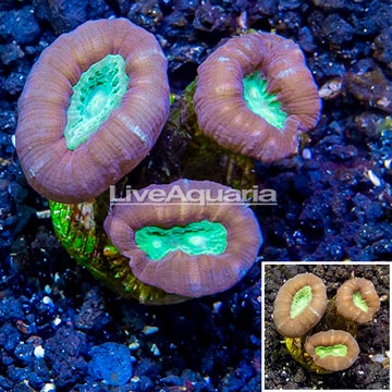 LiveAquaria® Cultured Candy Cane Coral