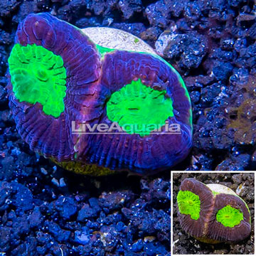 LiveAquaria® Cultured Goniastrea Coral