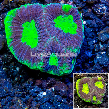 LiveAquaria® Cultured Goniastrea Coral