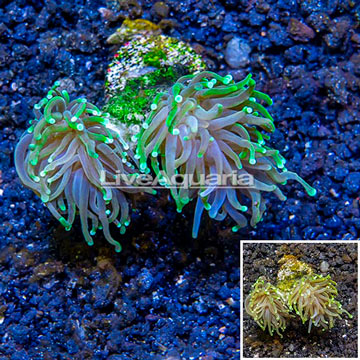 LiveAquaria® Cultured Torch Coral