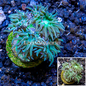 LiveAquaria® Cultured Ultra Duncan Coral