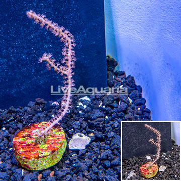 LiveAquaria® Cultured Purple Gorgonia Coral