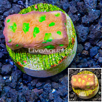 LiveAquaria® Cultured Favia Coral