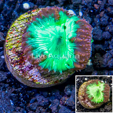 LiveAquaria® Cultured Red & Green Blastomussa Coral