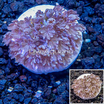 LiveAquaria® Cultured Xenia Coral