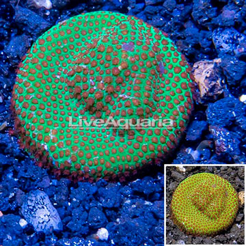 USA Cultured Screamin Demon Porites Coral