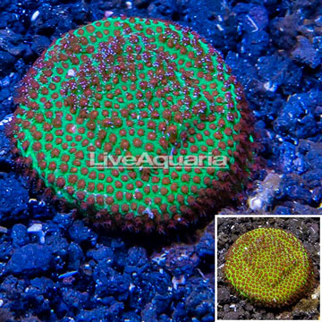 USA Cultured Screamin Demon Porites Coral