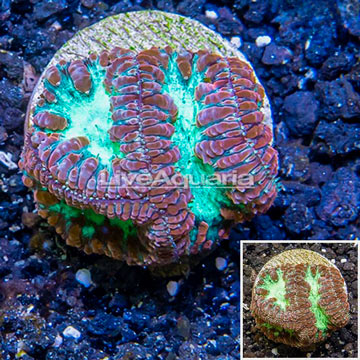 LiveAquaria® Cultured Blastomussa Coral