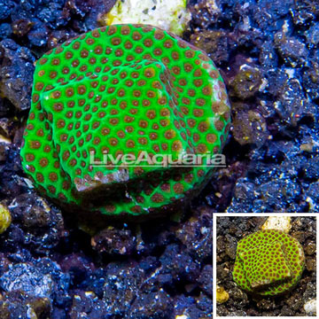 LiveAquaria® Cultured Screamin Demon Porites Coral