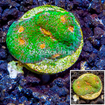 LiveAquaria® Cultured Ultra Chalice Coral