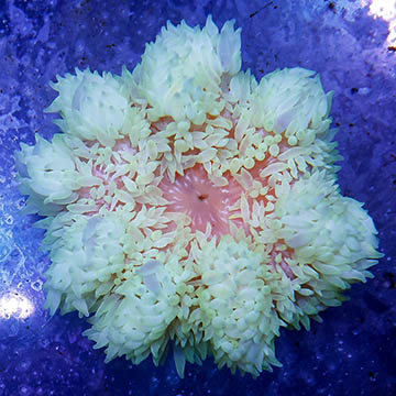 Sebae Anemone