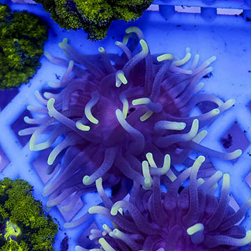 Long Tentacle Anemone Purple