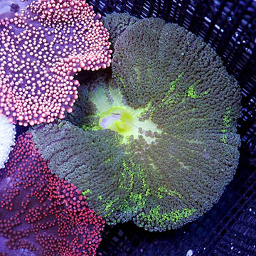 Haddon's Carpet Anemone, Green