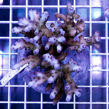Acropora Coral Indonesia