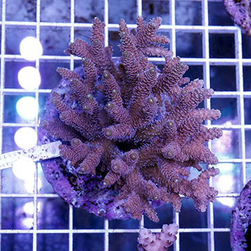 Acropora Coral Indonesia