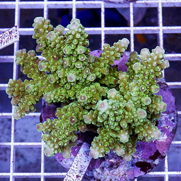 Acropora Coral Indonesia