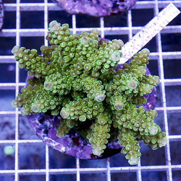 Acropora Coral Indonesia