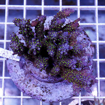 Acropora Coral Indonesia