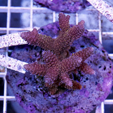 Acropora Coral Indonesia