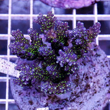 Acropora Coral Indonesia