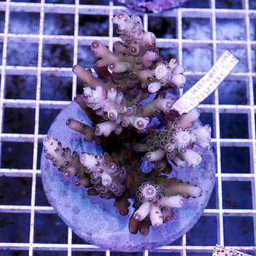 Acropora Coral Indonesia