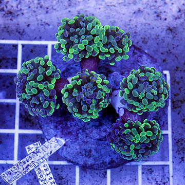 Branching Hammer Coral Indonesia