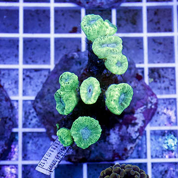 Candy Cane Coral Indonesia