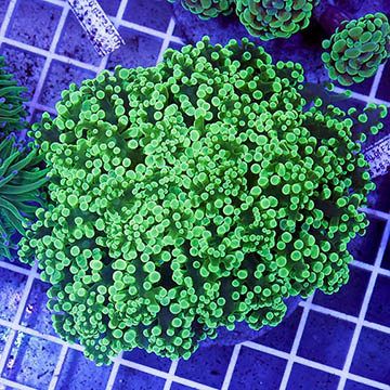 Green Frogspawn Coral Indonesia