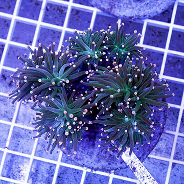 Torch Coral Indonesia