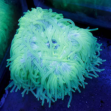 Long Tentacle Anemone
