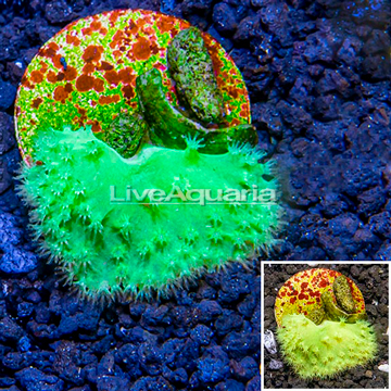 LiveAquaria® Cultured Green Cabbage Leather Coral