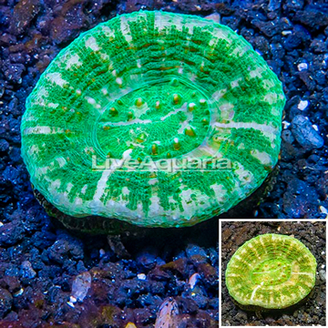 Scolymia Coral Australia