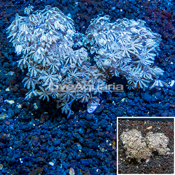 Xenia Coral Indonesia