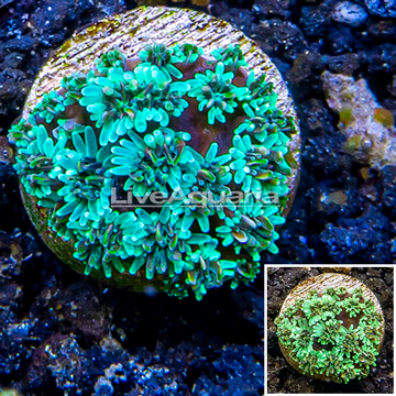 LiveAquaria® Cultured Galaxea Coral