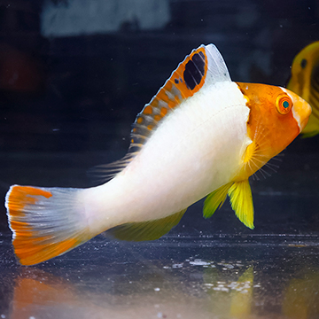 Bicolor Parrotfish, 5