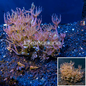 Waving Hand Coral Indonesia