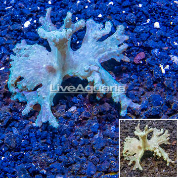 Sinularia Leather Coral Vietnam