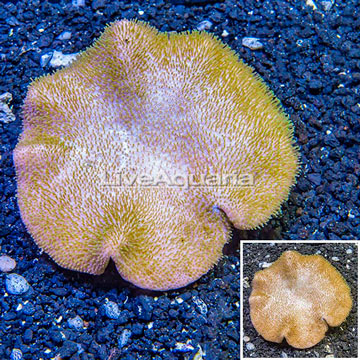 Toadstool Leather Coral Vietnam