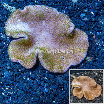 Toadstool Leather Coral Vietnam