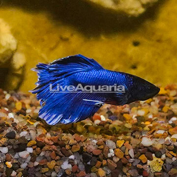 Butterfly Bettafish