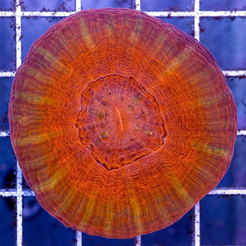 Scolymia Coral Australia