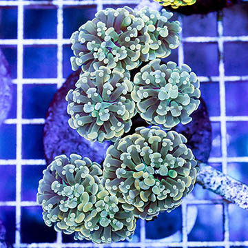 Hammer x Frogspawn Hybrid Coral Indonesia