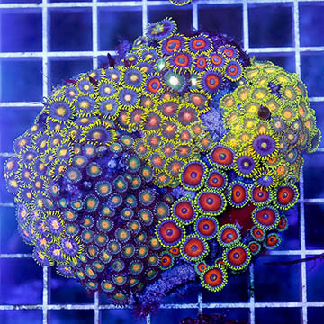 Zoanthus Coral Combo Rock