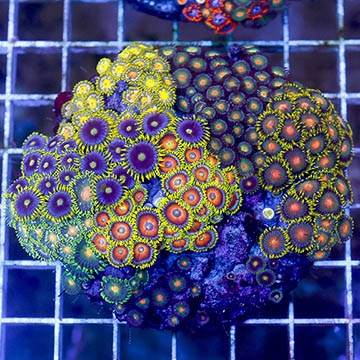 Zoanthus Coral Combo Rock