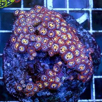 Zoanthus Coral Indonesia