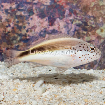 Freckled Hawkfish 