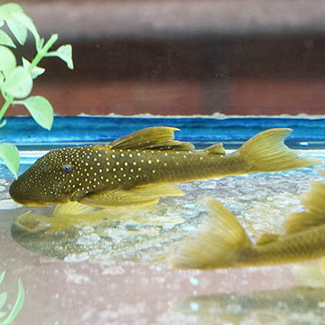 Green Phantom (L-200) Plecostomus, 5.75