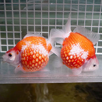 Crown Pearlscale Goldfish Pair, 4.5